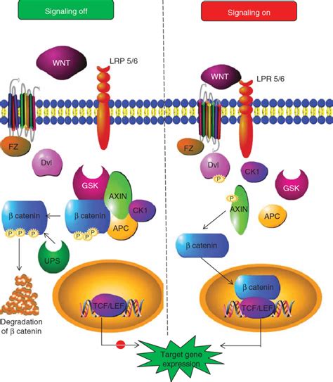 Wnt Signaling Pathway The Key Player In The Canonical Wnt Signaling