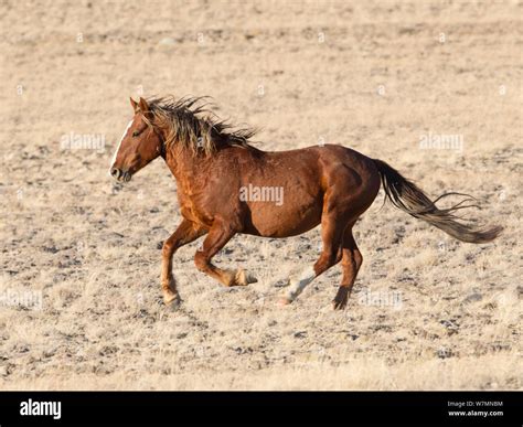 Wild Horse Mustang Chestnut Running Great Divide Basin Wyoming Usa