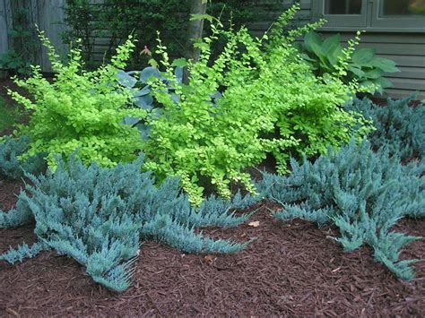 Juniper Blue Chip Live 4 Inch Plants Juniperus Horizontalis