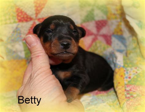 We do not sell to pet brokers or pet stores. Miniature Pinscher (Min-Pin) puppies for sale.