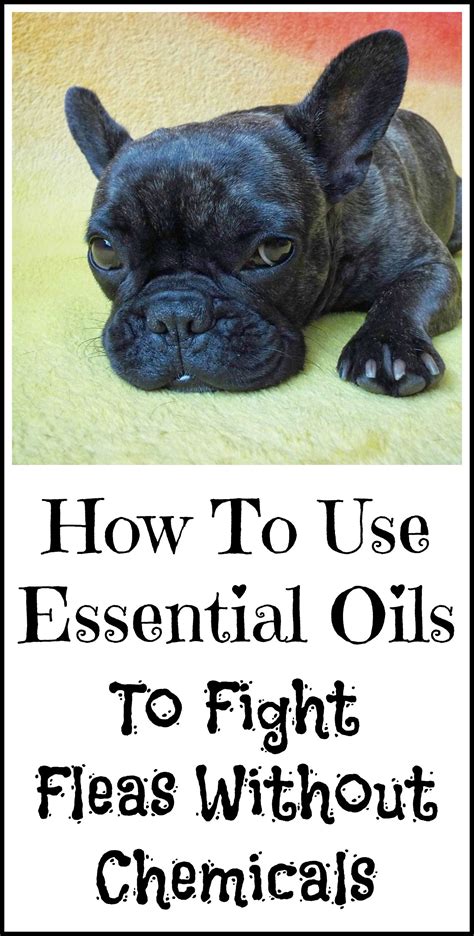 Essential oils are made from highly concentrated plant substances. Pin on Holistic Healing With Essential Oils