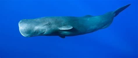 Smart Sperm Whales Can Teach Each Other To Avoid Hunters Bbc Science