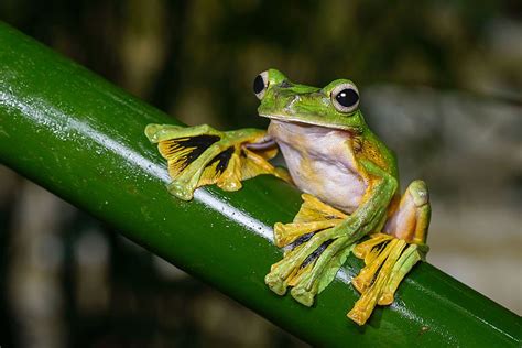 Maybe you would like to learn more about one of these? Wallace's Flying Frog Facts and Pictures