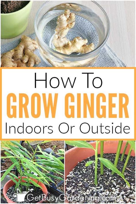Ginger Plant Care The Complete Guide Get Busy Gardening Growing