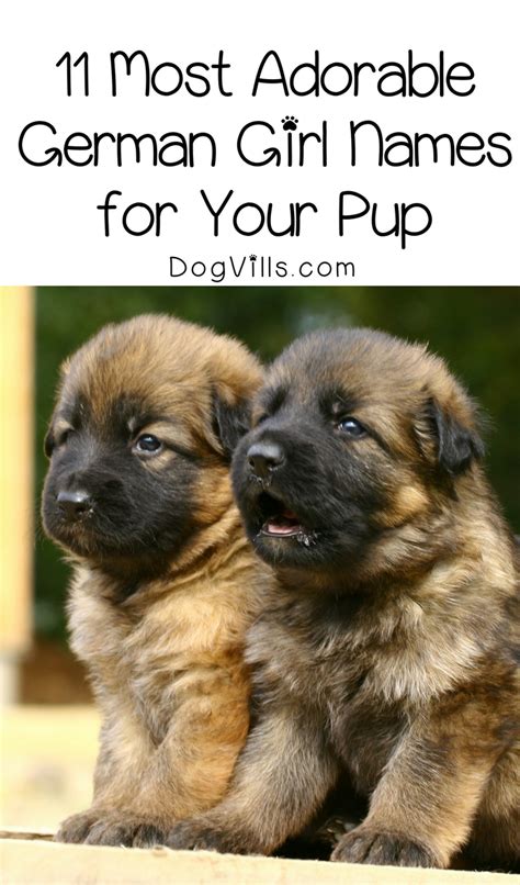 11 Most Adorable German Girl Dog Names For Your Pup