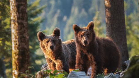 Two Brown Bears Hd Animals Wallpapers Hd Wallpapers Id 50554