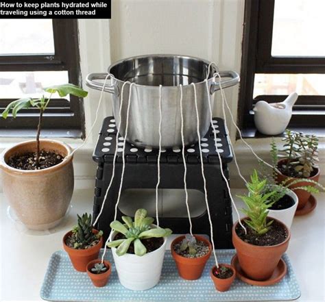 Keeping plants alive indoors can prove next to impossible to some, but it really isn't all that hard to do. How to keep plants alive while travelling | Plants, Self ...