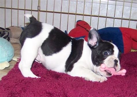58 Best Pictures French Bulldog Tail Problems 8 Problems Only French