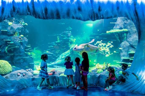 Pase De Atracciones De Sídney Incluyendo Sea Life Sydney Aquarium