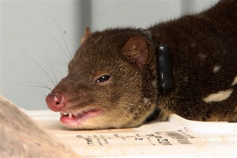 Two Spotted Tailed Quolls Expected To Mop Up Endangered Animals In
