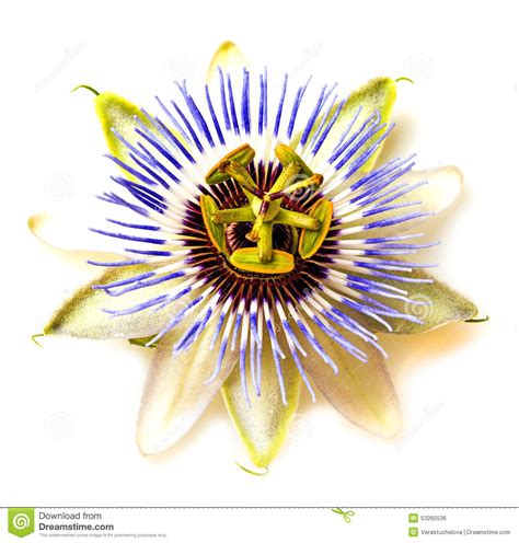 Passion Flower Plant Clipart Clipground