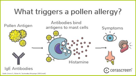 Pollen Allergy Symptoms Diagnosis And Treatment Cerascreen