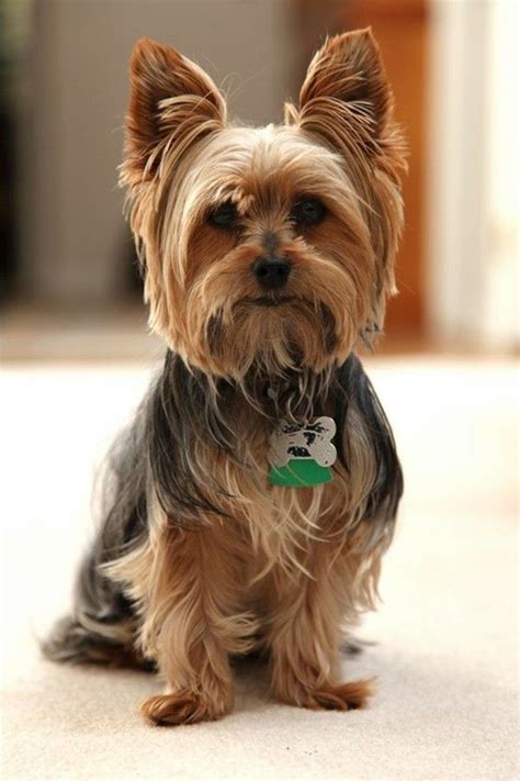 151 Extremely Cute Yorkie Haircuts For Your Puppy Yorkie Puppy Haircuts