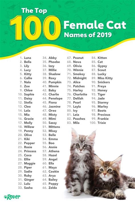 Unique Kitten Names For 2023 Background Free