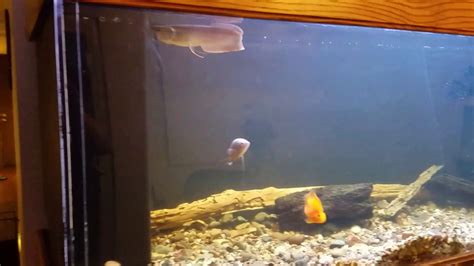 My Monster Fish Tank Youtube