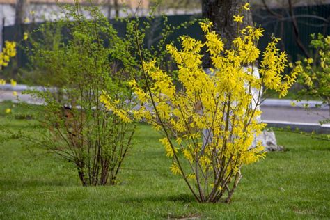 Blooming Forsythia In Early Spring Yellow Flowers Stock Photo Image