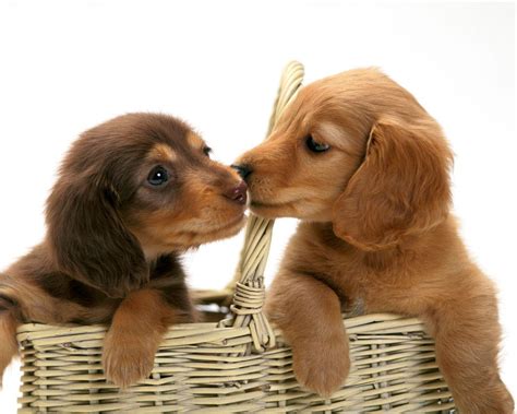 Sales tax is included in the price of each puppy. Dachshund Puppies For Sale | New York, NY #229994