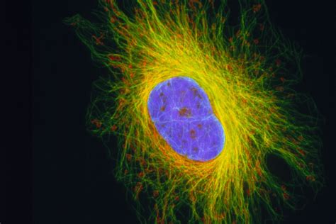 What Is The Cytoskeleton Cell Membrane Confocal Microscopy Cell
