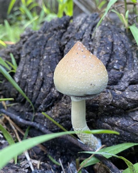 Where Do Magic Mushrooms Grow Doubleblind Mag