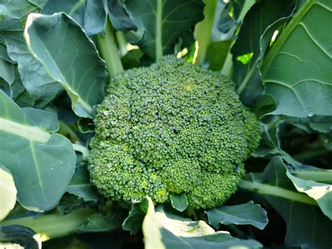 Waltham 29 Heirloom Broccoli Premium Seed Packet · Sherwoods Seeds