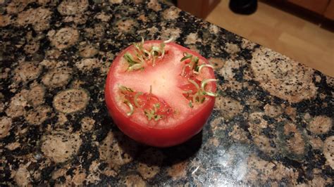 My Tomato Had Sprouts Growing Inside It Mildlyinteresting