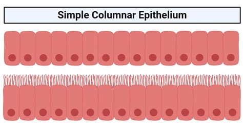 Simple Columnar Epithelium Structure Functions Examples