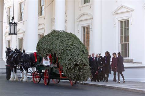 The Official 2013 White House Christmas Tree Arrives