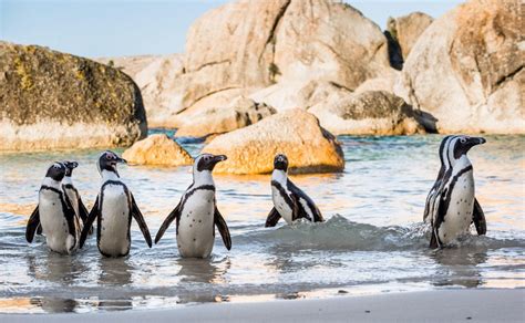 Private Cape Town And Penguins At Boulders Beach Tour Cape Town