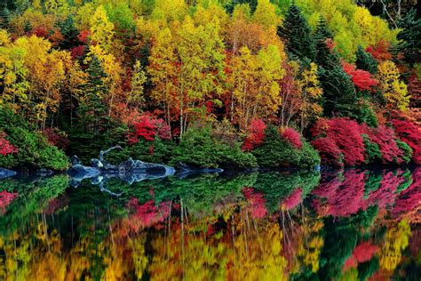 Wallpaper Forest Nature Reflection Autumn Leaf Flower Season