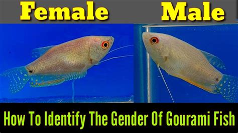 Gourami Fish Male And Female Identification Youtube