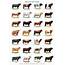Breeds Of Cattle  Coolguides