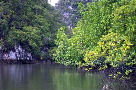 It plays an important role to protect the shoreline along the coast. Mangrove Forest - Langkawi - Asia for Visitors