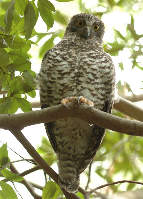 A particular type of person: Powerful Owl | BIRDS in BACKYARDS