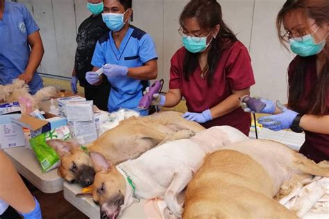 Public veterinary clinic to open in Quezon City