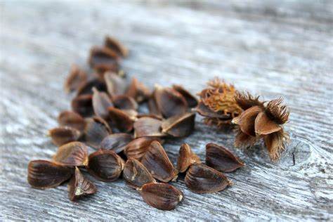 Foraging Beech Nuts