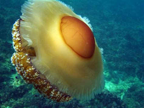 Maybe you would like to learn more about one of these? Fried Egg Jellyfish Are Kind of Adorable - & That's No Yolk.