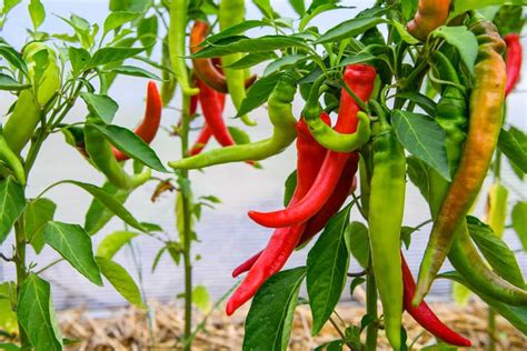 Bone Meal For Pepper Plants Benefits When And How To Apply