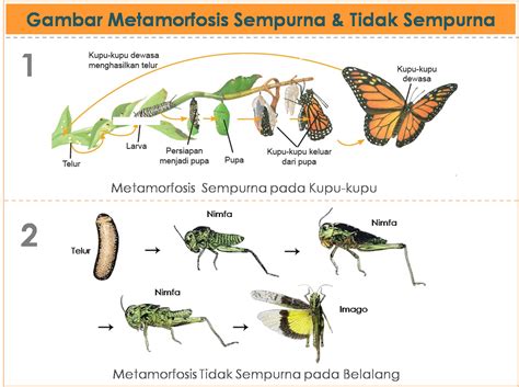 40+ Gambar Daur Hidup Hewan Metamorfosis Sempurna, Info Baru!