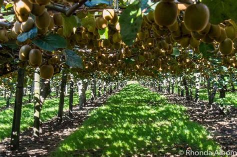 Kiwifruit Country Review Of Our Tour Of A New Zealand Kiwi Fruit Farm