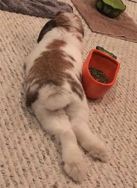 Happy Bunny Butt Friday From A Holland Lop 💕 Rrabbits