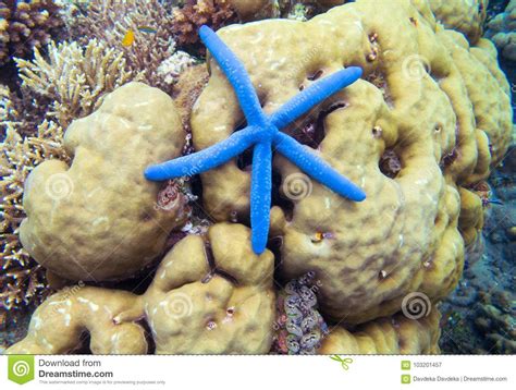 Starfish On Coral Reef Yellow Coral And Blue Starfish Star Fish On