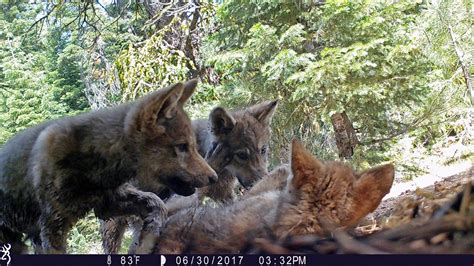 Groups Fight To Keep Gray Wolf Protections For Most Of Us Gray Wolves