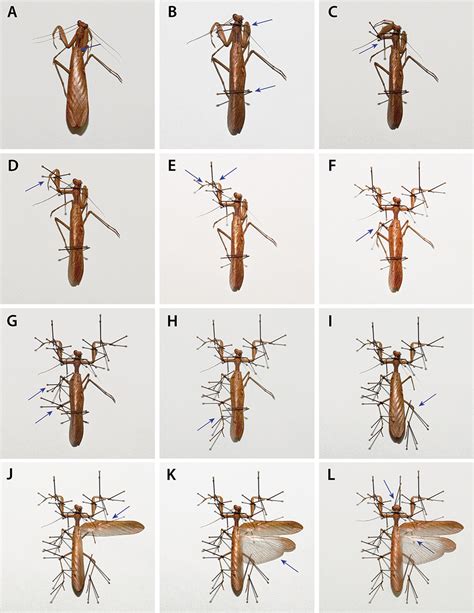 Manual Of Praying Mantis Morphology Nomenclature And Practices