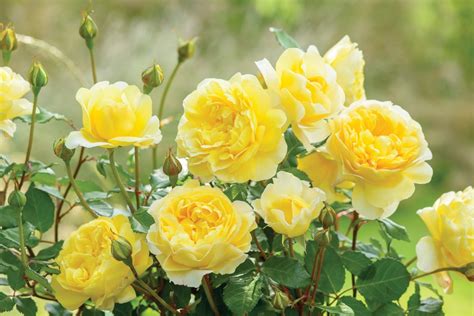 Roses For Shade Bbc Gardeners World Magazine