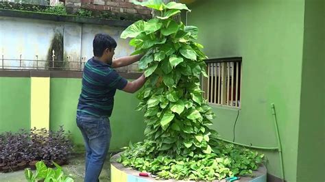 The Money Plant Is Most Lucky Tree Bangla Youtube