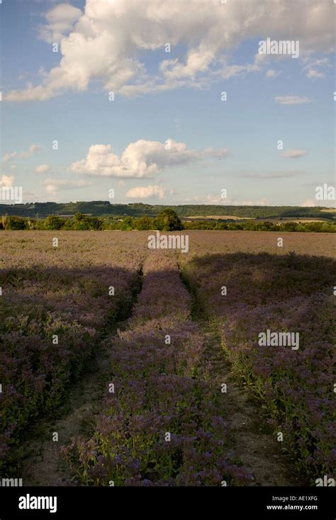 Flax Field In Buckinghamshire Uk Hi Res Stock Photography And Images