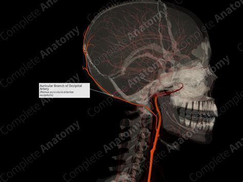 Auricular Branch Of Occipital Artery Left Complete Anatomy