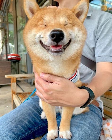 Lovable Shiba Inu Always Has A Happy Grin On His Face