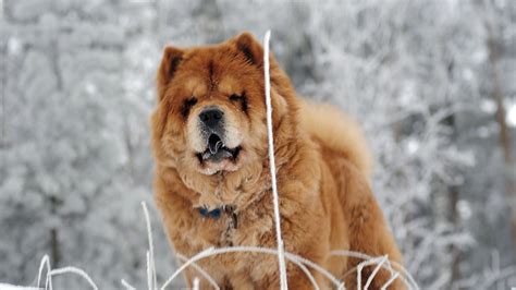 Free Download Download Wallpaper 1920x1080 Chow Chow Dog Face Fat Full