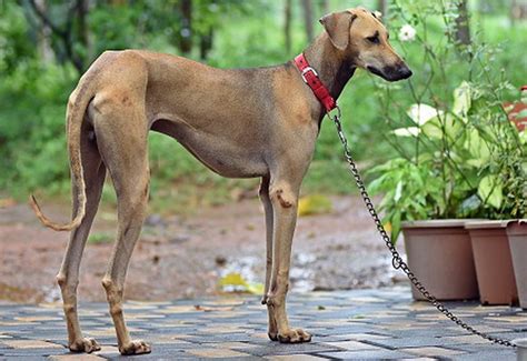 14 Dog Breeds In India Indian Four Footers